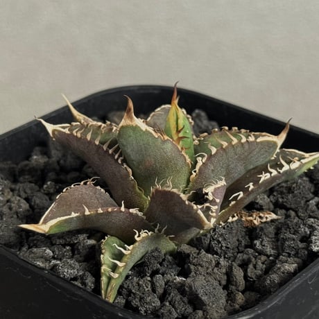 本日9/23値下げ！ アガベ チタノタ キャンサー titanota | STORES