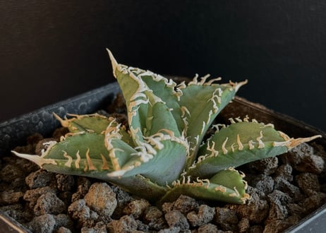CATEGORY Titanota White ghost｜白幽霊 | Plus_Plants
