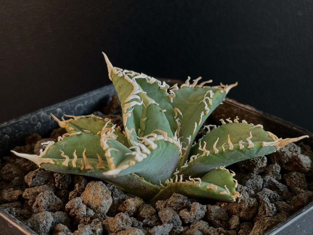 売上実績NO.1 アガベ・チタノタ white titanota 白幽霊(芽)-003|agave アガベ