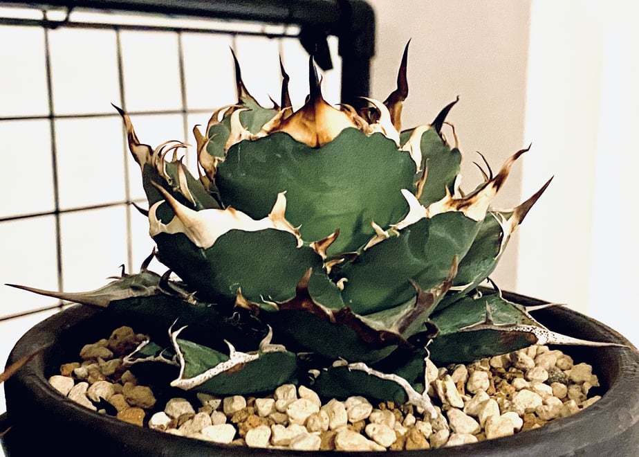 つるん様チタノタ ハデスと実生 アガベ 