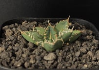 D*N様 Y732 アガベ チタノタ シーザー super caesar アガベ チタノタ スーパーシーザー 特選 | HARENOHI-PLANTS