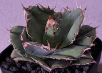 アガベ チタノタ 金剛 アガベ・チタノタ 金剛（芽）-008｜agave titanota adamantine |