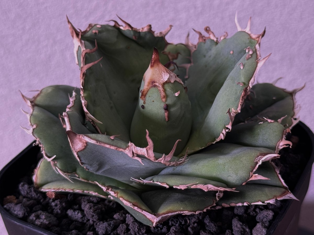 アガベ・チタノタ 蚩尤（芽）-003｜agave titanota chiyou | Plus