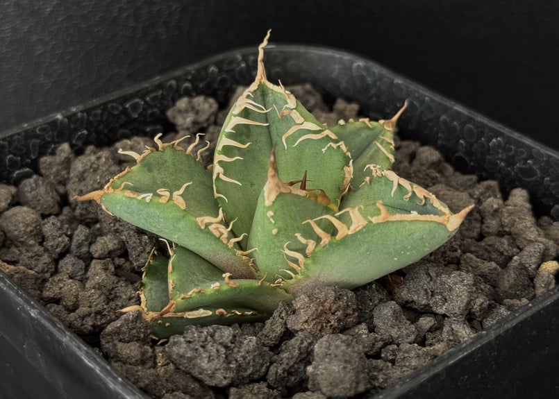 ◇子株付き◇アガベ・チタノタ 隕石(ミーティアライト)-022｜agave