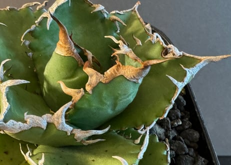 アガベ・チタノタ 狂雨/狂刺小雨新白鯨（小株）- 005｜agave titanota green solar