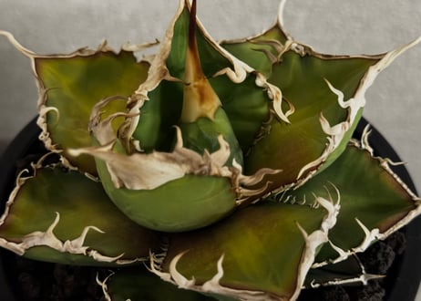 アガベ・チタノタ 緑幽霊(中)-009｜agave titanota green ghost