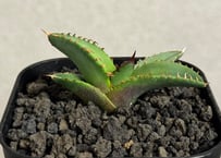 アガベ・チタノタ 大白鯊／Lize血統（芽）-007｜agave titanota 大白鯊