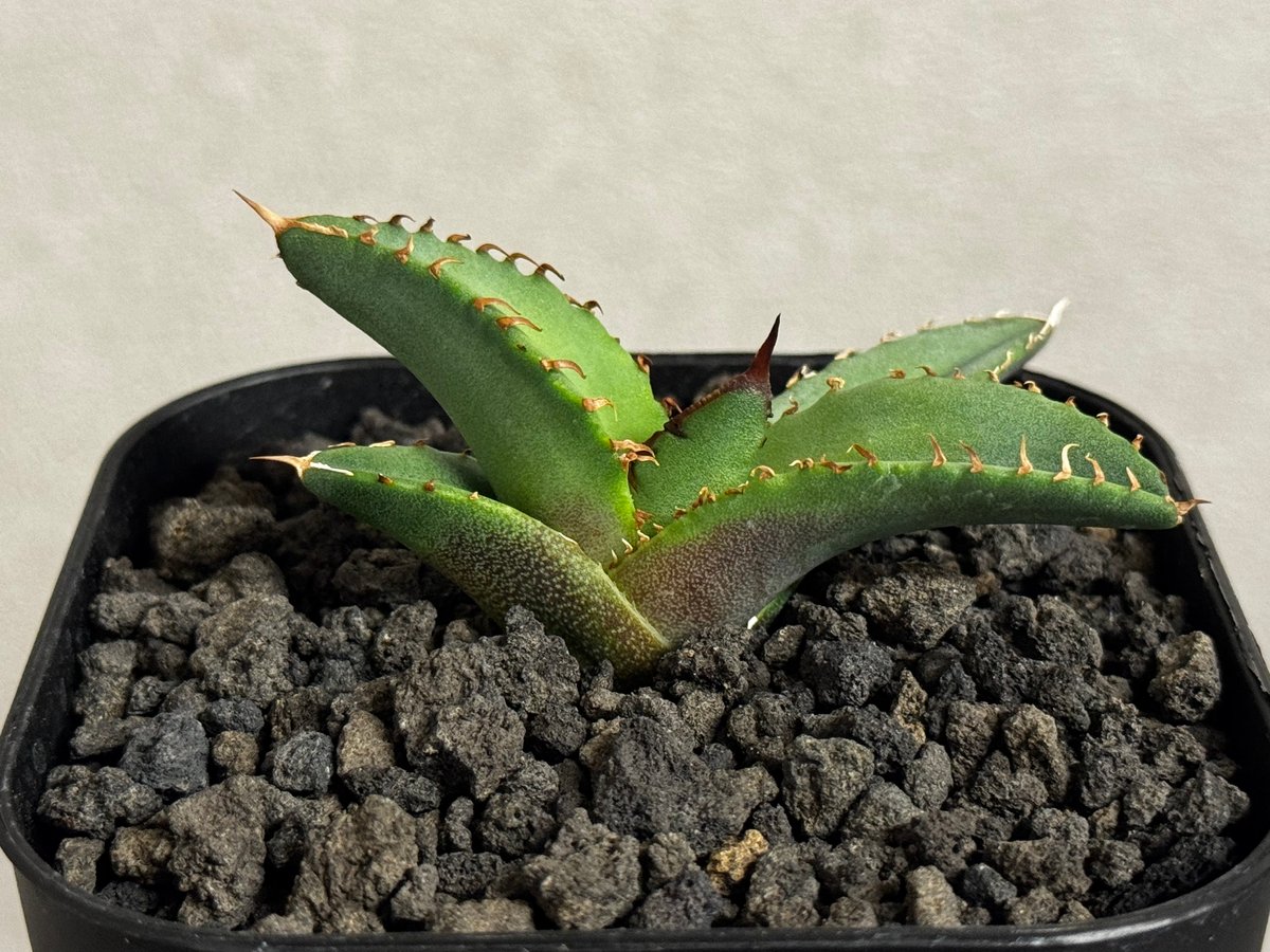 アガベ・チタノタ 白火焔(芽/Lize血統)-029｜agave titanota white