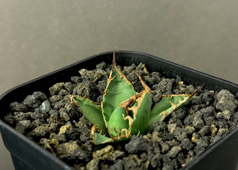 アガベ・チタノタ シーザー/凱撒（芽）-037｜agave titanota caesar |