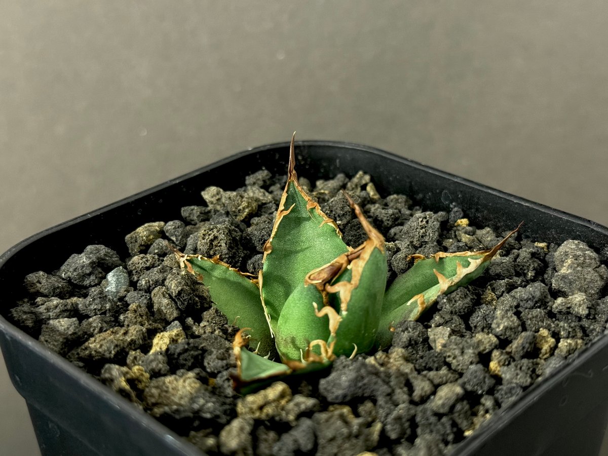 アガベ・チタノタ シーザー/凱撒（芽）-037｜agave titanota caesar |