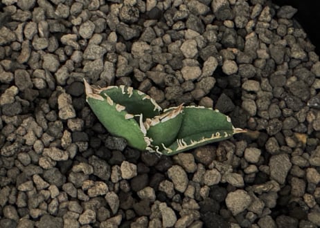 アガベ・チタノタ　天狼星(シリウス)-001｜agave titanota sirius