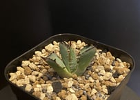 アガベ・チタノタ シーザー（凱撒）中-015｜agave titanota caesar |