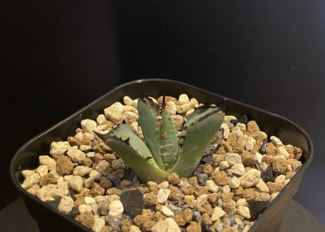 アガベ・チタノタ　黒鯨（芽）-001｜agave titanota black whale