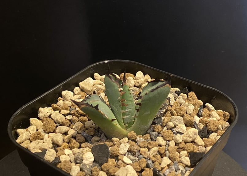 アガベ・チタノタ 黒鯨（芽）-001｜agave titanota black whale |