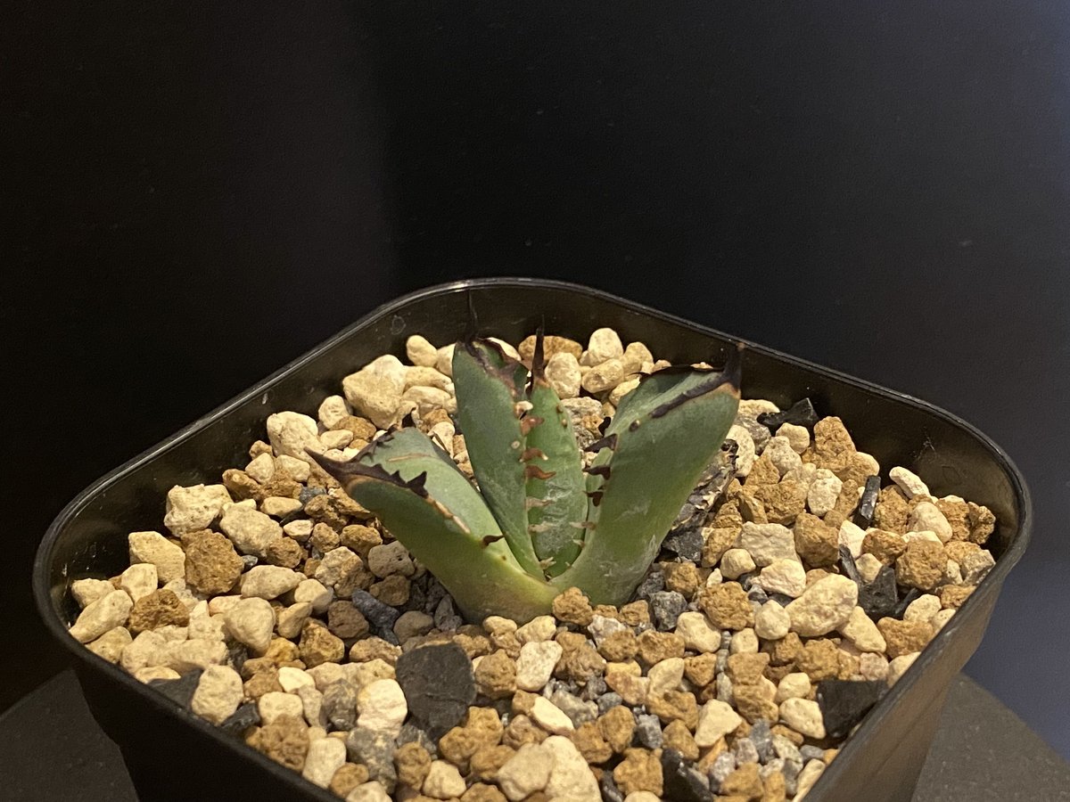アガベ・チタノタ 黒鯨(芽)-001|agave titanota black whale |...