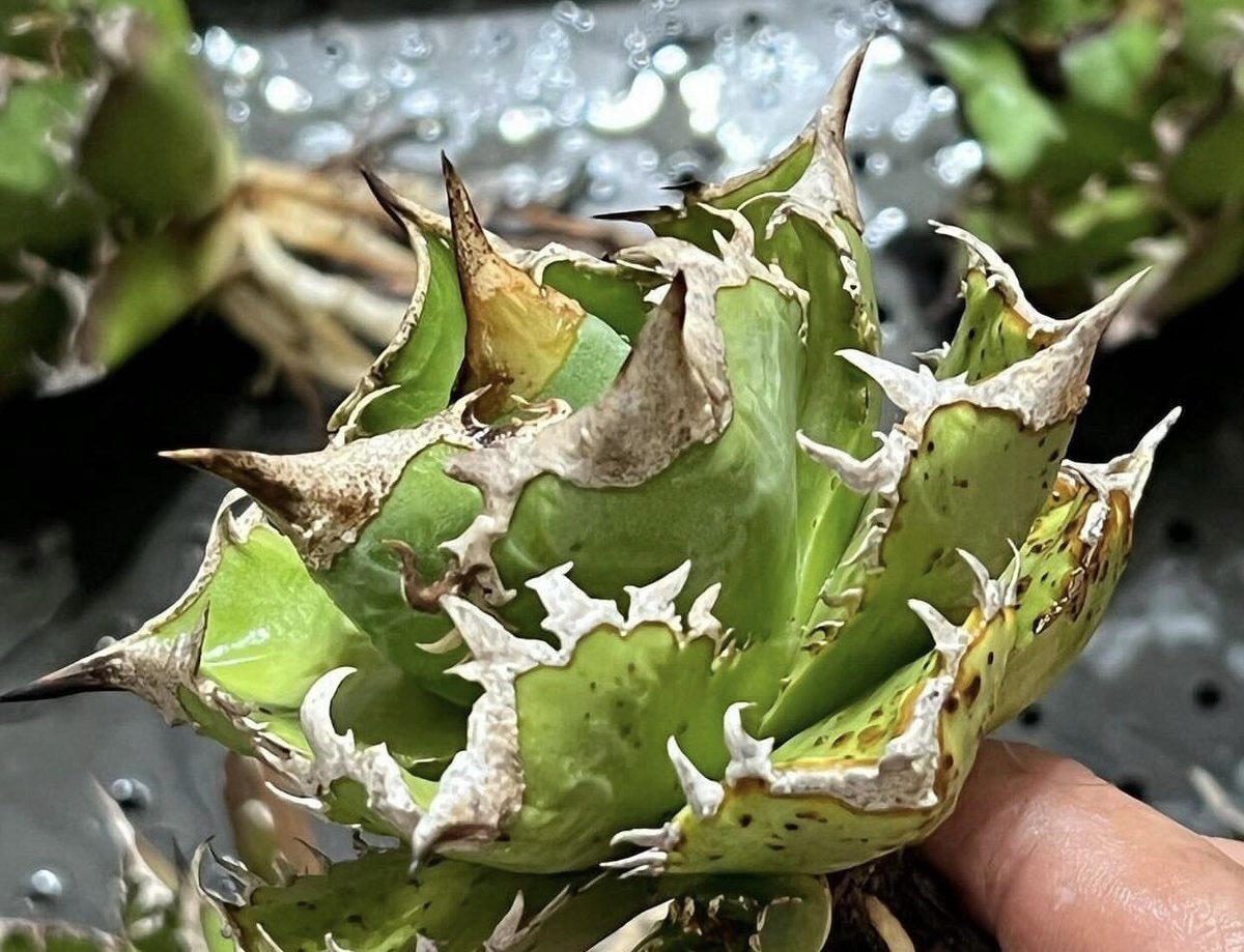 アガベ・チタノタ 大白鯊(芽)-001|agave titanota 大白鯊 アガベ・チタノタ 大白鯊(芽)-001|agave titanota 大白鯊