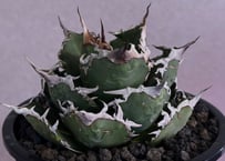 アガベ・チタノタ白鯨（縞斑）中-002｜agave titanota white whale