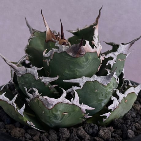 狂刺夕映 | STORES