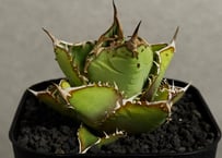 アガベ・チタノタ FO076/オテロイ(芽)006｜agave titanota FO-076