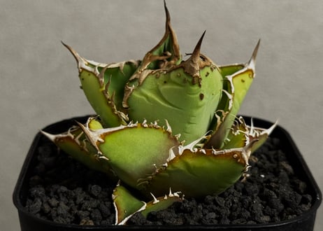 アガベ・チタノタ　隕石(ミーティアライト)-028｜agave titanota meteorite