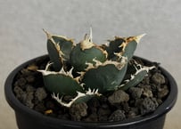 ◆厳選◆アガベ・チタノタ 狼人（小株）-043｜agave titanota were wolf