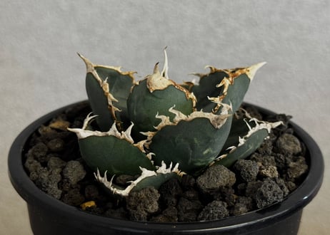 ◆厳選◆アガベ・チタノタ 狼人（小株）-043｜agave titanota were wolf