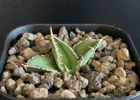 CATEGORY Titanota｜白毫刺 | Plus_Plants STORE