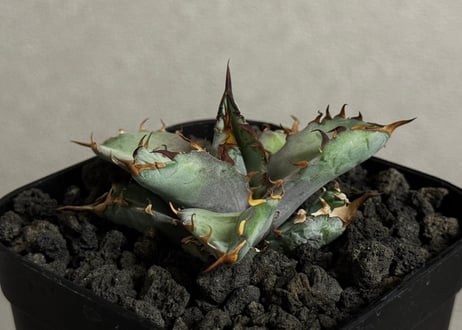 アガベ・チタノタブルー選抜/ナンバーレスγ（芽）-001｜agave titanotablue_Numberless type-γ