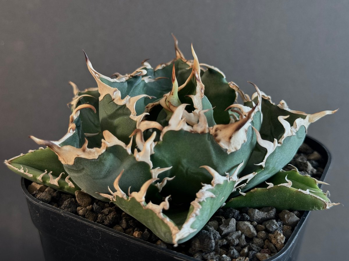 アガベ・チタノタ白鯨(小)-055|agave titanota white whale | アガベ・チタノタ白鯨(小)-055|agave titanota white whale |