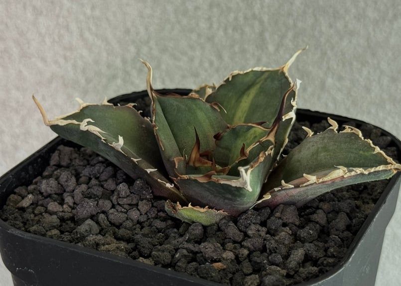 アガベ・チタノタ白鯨（縞斑）芽-010｜agave titanota white whale