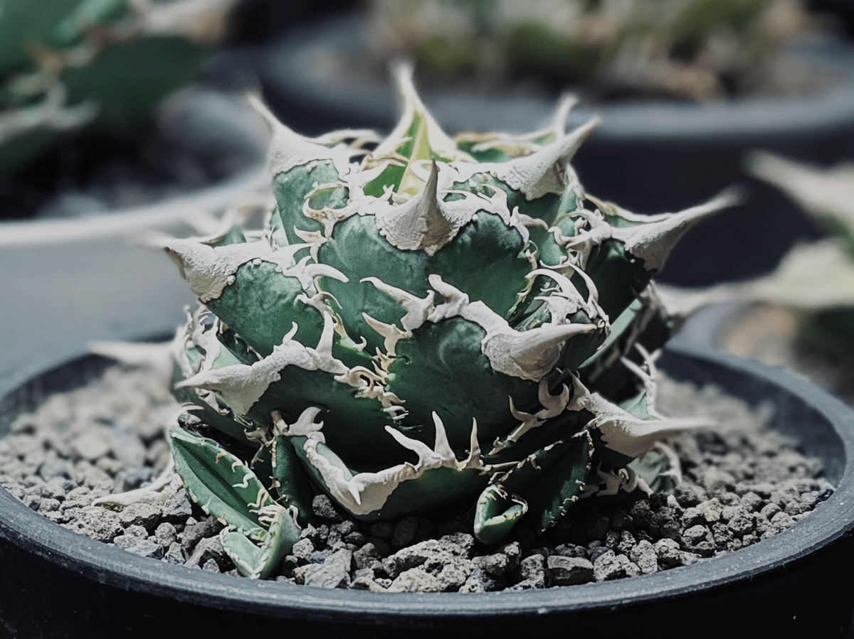 アガベ・チタノタ CJ-Special(芽)-007|agave titanota CJ-Sp アガベ・チタノタ CJ-Special(芽)-007|agave titanota CJ-Sp