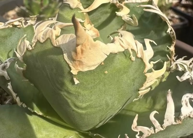 アガベ・チタノタ 白幽霊(芽)-001|agave titanota white アガベ・チタノタ 白幽霊(芽)-001|agave titanota white