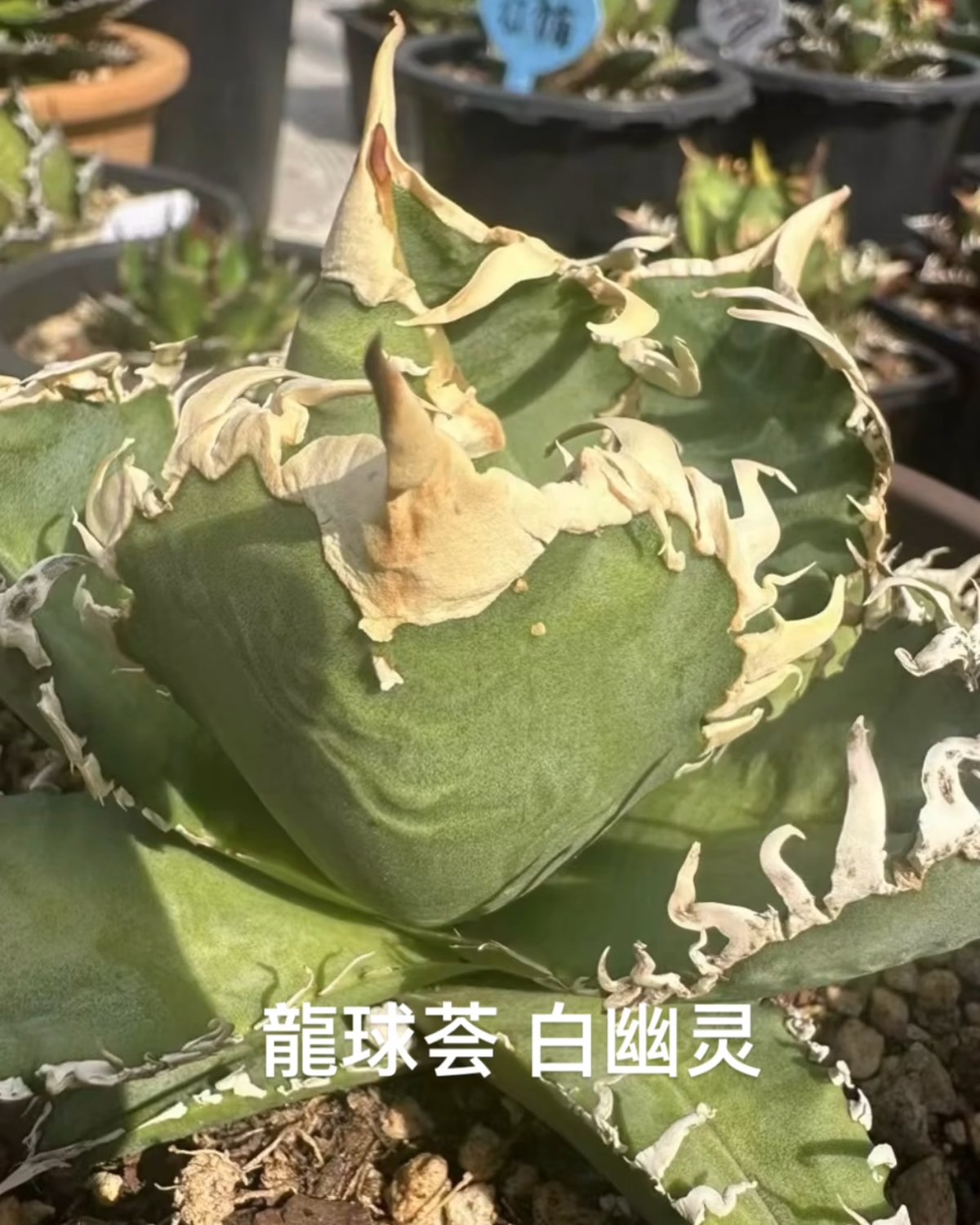 アガベ・チタノタ 白幽霊(芽)-001|agave titanota white アガベ・チタノタ 白幽霊(芽)-001|agave titanota white