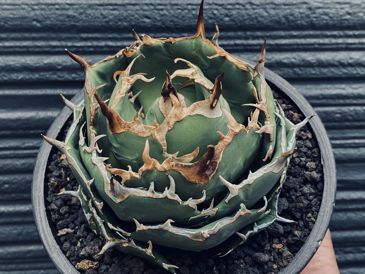 最新エルメス アガベ チタノタ 寛葉厳竜 / 梟 / 海豹 植物/観葉植物 ...