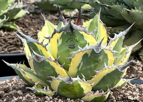アガベ・チタノタ  スナグルトゥース（芽）-006｜agave titanota snaggle_tooth