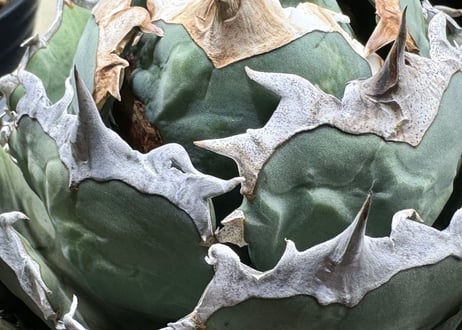 アガベ・チタノタ　烈焔（ボールタイプ）特大-029｜agave titanota flame