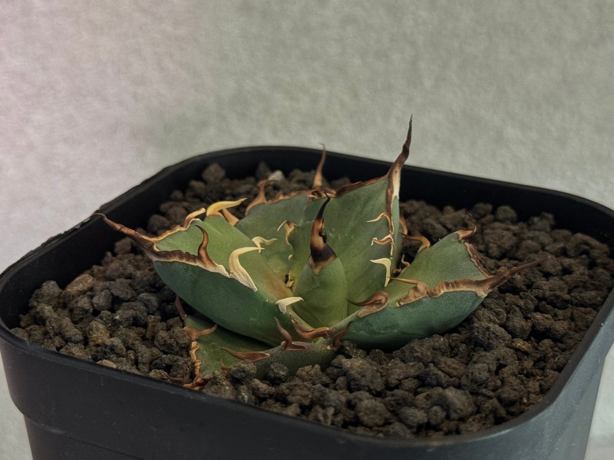 アガベ チタノタ CJ-1 ハデス アガベ・チタノタ ハデス (CJ1) 芽-001｜agave titanota CJ-1 ha