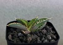 アガベ・チタノタ　CJ-Special（芽/※孫株）-017｜agave titanota CJ-Special