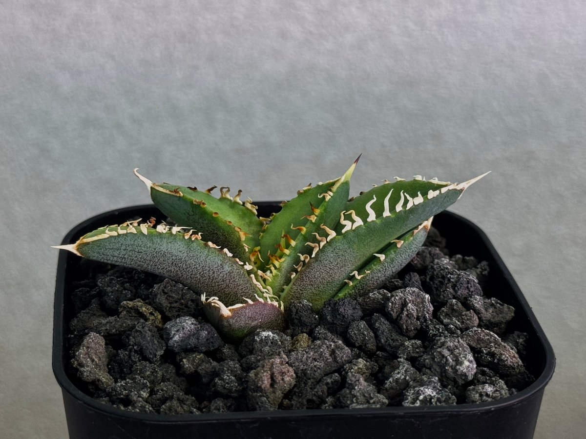 アガベ・チタノタ CJ-Special（芽/※孫株）-017｜agave titanota C