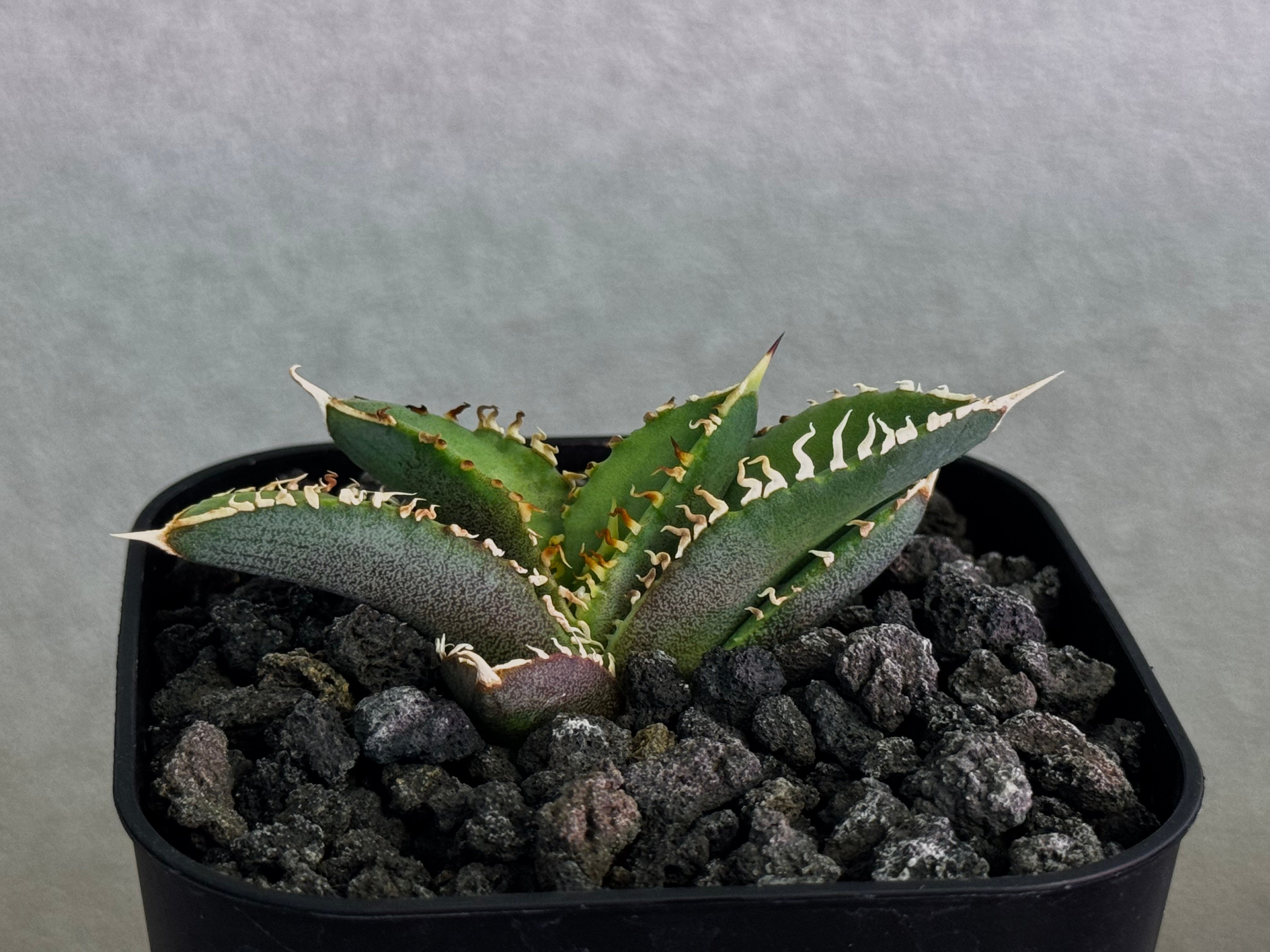 アガベ・チタノタ CJ-Special（芽/※孫株）-017｜agave titanota C
