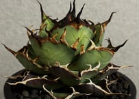 アガベ・チタノタ 寛葉厳竜（子株）-001｜Titanota Genryu_wide leaf