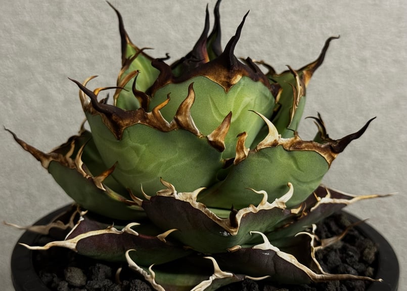 アガベ・チタノタ ハデス (黒帝斯) 中-039｜agave titanota hades |