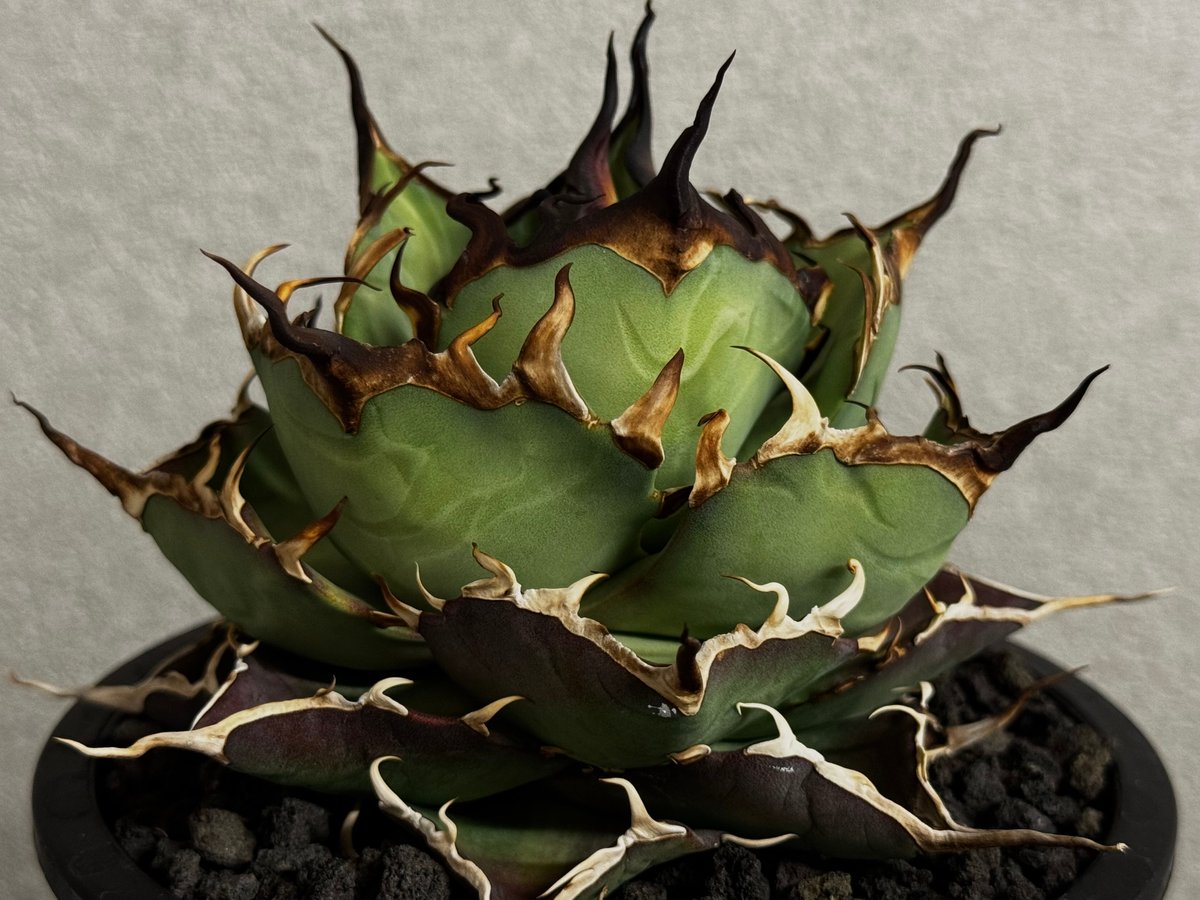 アガベ・チタノタ ハデス (黒帝斯) 中-039｜agave titanota hades |