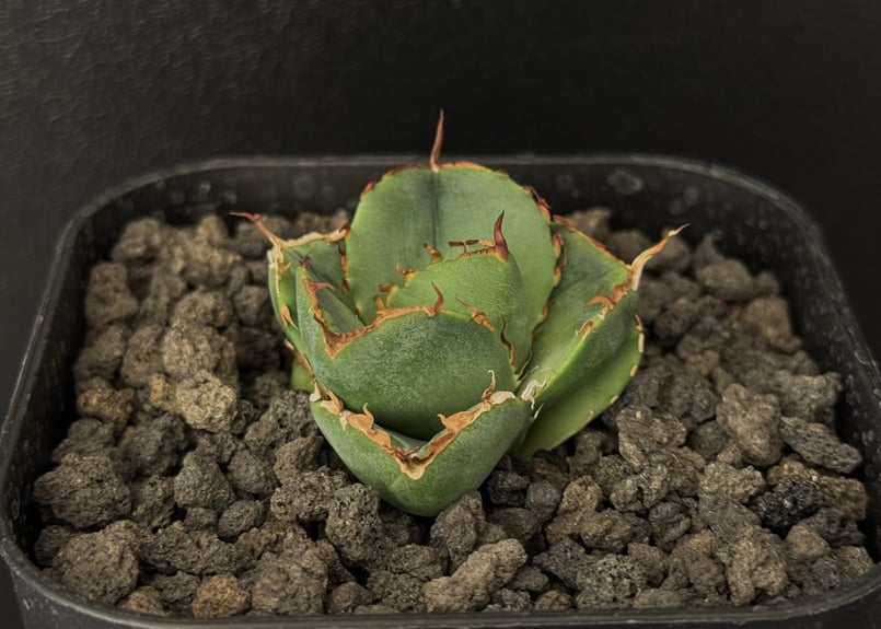 アガベ・チタノタ鱟/純血ジャガーノート(芽)-009|agave アガベ・チタノタ鱟/純血ジャガーノート(芽)-009|agave