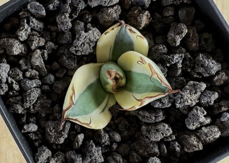 アガベ・チタノタ  スナグルトゥース（芽／Lize血統）-008｜agave titanota snaggle_tooth
