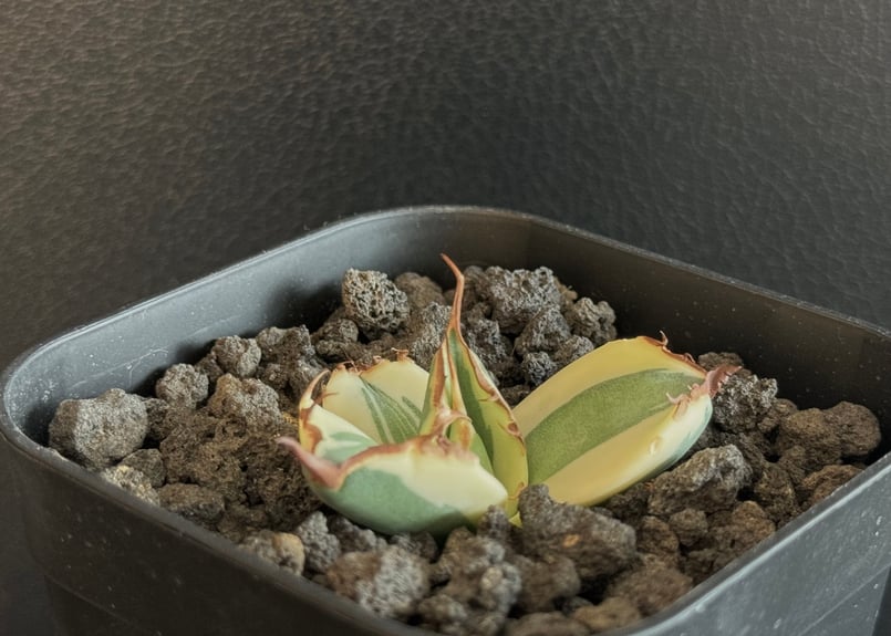 アガベ・チタノタ スナグルトゥース（芽／Lize血統）-007｜agave