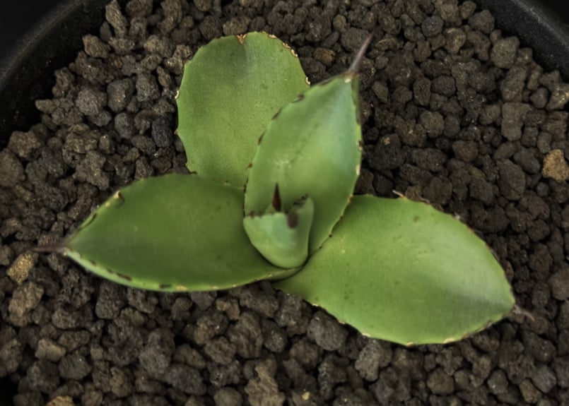 アガベ　笹の雪　極上　天平タイプ　検索　パリーハイブリッド　リップルエフェクト アガベ ハイブリッド パリー ハイブリッド Agave hybrid parry