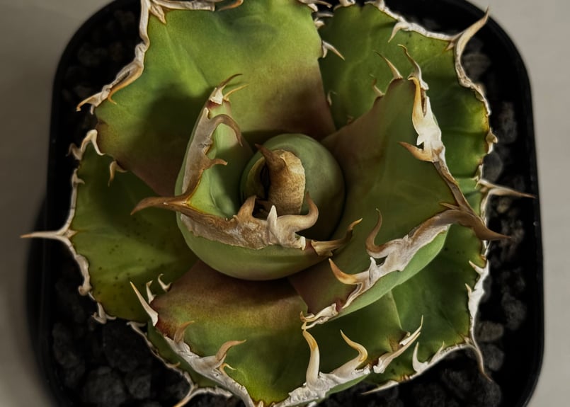 アガベ・チタノタ 白巫-003｜agave Titanota Wizard | Plus_Pl