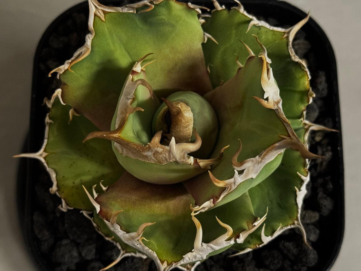 アガベ・チタノタ 白巫-003｜agave Titanota Wizard | Plus_Pl