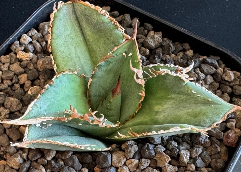 アガベ・チタノタ 蒼龍(芽)-002｜agave titanota blue dragon |